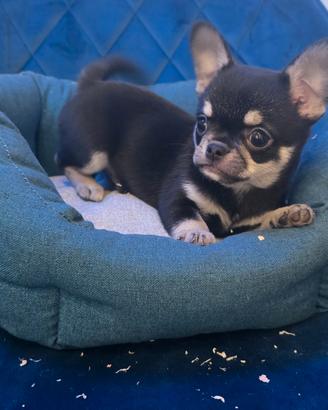 Chihuahua mini cucciolo