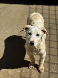 Belle cucciola meticcia labrador