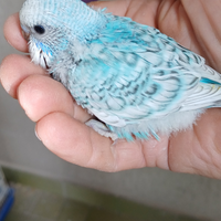 Pullo di cocorite