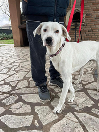 BRANDO, maschietto di 3 anni