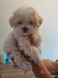 Disponibile cucciola 2mesi mezzo