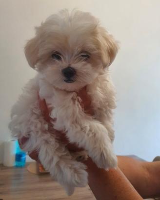 Disponibile cucciola 2mesi mezzo