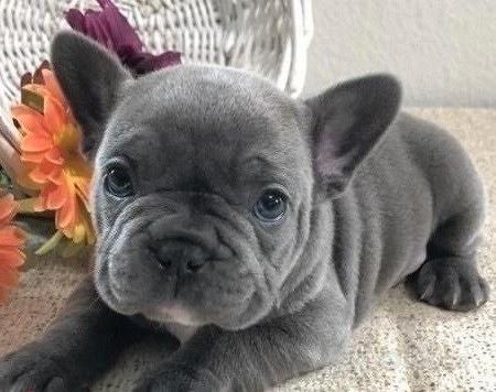 Bouledogue - Bulldog francese blu da 80 € al mese - Annunci Milano