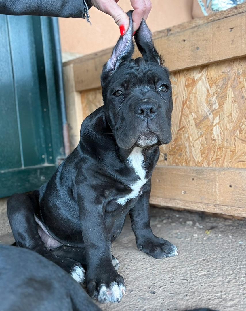 Cane corso - Animali In vendita a Brescia