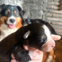 Cuccioli di pastore australiano