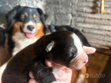 Cuccioli di pastore australiano