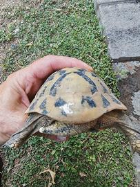 Testudo Hermanni 2006