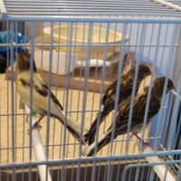 Primi meticci Timbrado sessati