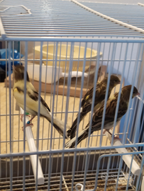 Primi meticci Timbrado sessati