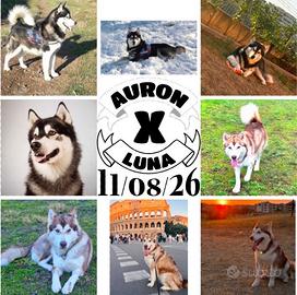 Cucciole Alaskan Malamute Roma