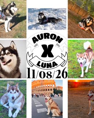 Cucciole Alaskan Malamute Roma