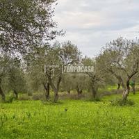 Terreno - Uliveto - Sorso