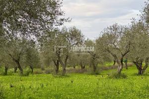 Terreno - Uliveto - Sorso