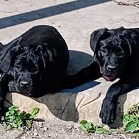 Cuccioli di cane corso
