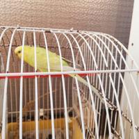 Cocorita allevata a mano