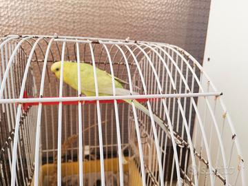 Cocorita allevata a mano