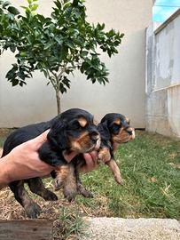 Cuccioli nero focato con pedigree ENCI cocker