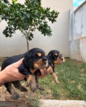 Cuccioli nero focato con pedigree ENCI cocker