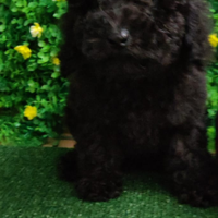 Barboncini neri toy maschietti