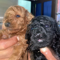 Cuccioli di barboncino