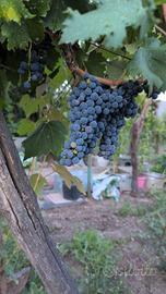 Uva da vino