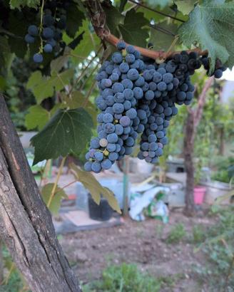 Uva da vino