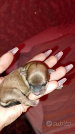 Bello cucciolo MORKIE maschio ???