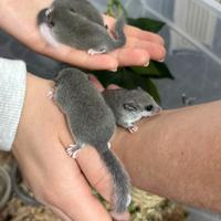 Cuccioli di minighiro africano