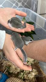 Cuccioli di minighiro africano