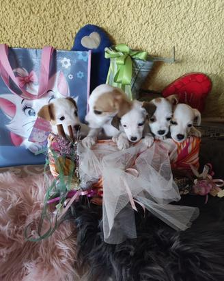 Jack Russel