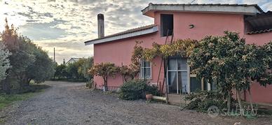 Su Cardu - Azienda agricola in produzione