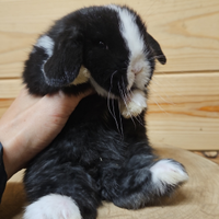 Coniglietti nani socializzati