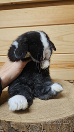 Coniglietti nani socializzati