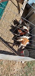Gruppo di galline ovaiole/ornamentali