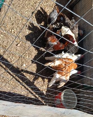 Gruppo di galline ovaiole/ornamentali