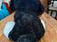 Immagine 5
