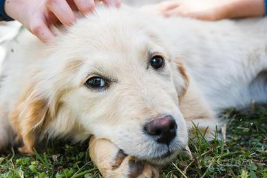 Golden retriever inglese