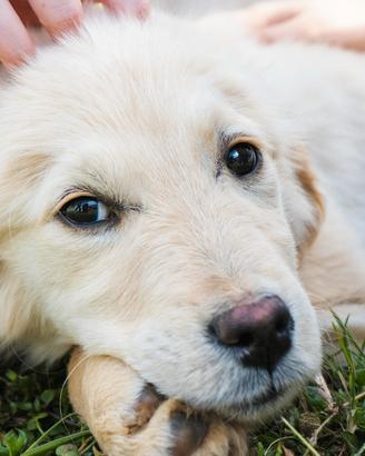 Golden retriever inglese