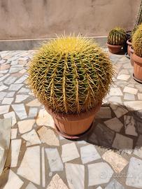 Cactus Echinocactus Grusonii