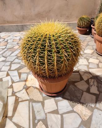 Cactus Echinocactus Grusonii