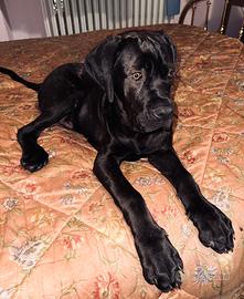 Cane Corso Maschio 5 Mesi Tigrato Nero