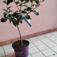 pianta limone lunario 