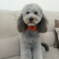 Barboncino maschio nano per monta