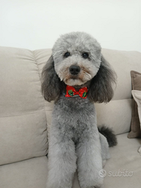 Barboncino maschio nano per monta