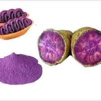 Patata dolce Okinawa dal Giappone (talee radicate)
