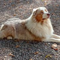 Australian Shepherd/Pastore Australiano