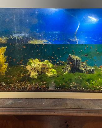 Acquario interno