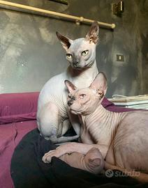 Sphynx