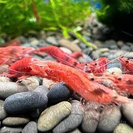 Caridine red cherry 1cm/1.2cm