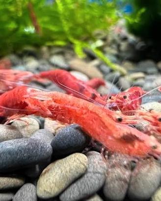 Caridine red cherry 1cm/1.2cm